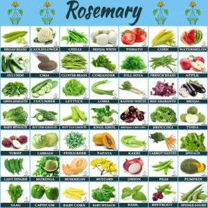 Rosemary Organic 45 Varieties Vegetable Combo Seeds 25 Per Packet