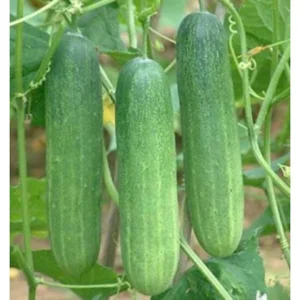GreenWill Cucumber Seeds | High Yield Vegetable Seeds for Home & Terrace Gardening | Easy to Grow Non-GMO Seeds | Pack of 30