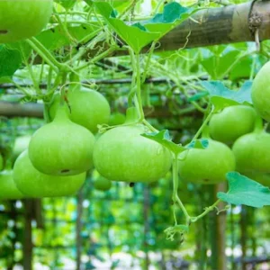 Afflorance Round Bottle Gourd Vegetable Seeds (Pack of 20 Seeds)