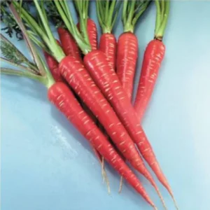 Vrisa Green Red Carrot Vegetables Organic Seeds - 100 Per Packet