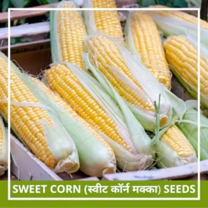 Farmgokart | 20 Seeds Pack of SWEET CORN SEEDS | Best Suitable For Terrace And Home Gardening