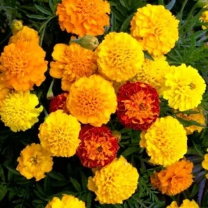 R-DRoz Marigold Mixed Colour Flowers Seeds (Pack of 50 Seeds)