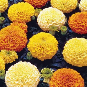 TAMRANSH Marigold Mix Flower Seeds / Flower Seeds 40 seeds Per Packet