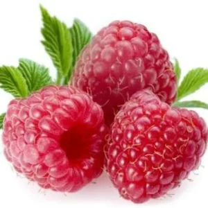 XOLDA Organic Raspberry fruit Seed (20 per packet)