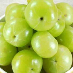 XOLDA Organic Amla fruit Seed (20 per packet)