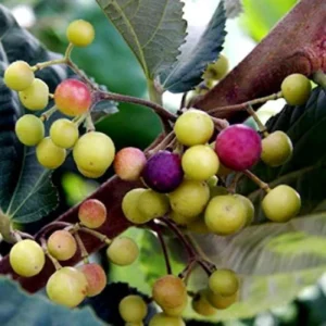 GreenWill Grewia Asiatica Seeds | Phalsa|Falsa Fruit Seeds for Gardening | Rare Summer Fruit Seeds for Planting | High Yield, Sweet & Tangy Berries | Pack of 50 Seeds