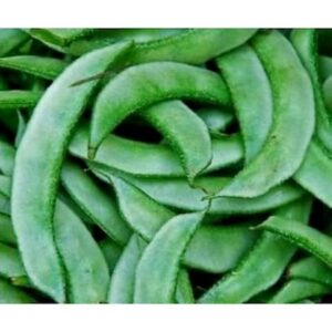 GreenWill Sem Vegetable Seeds for Gardening | High Yield Creeper Seeds for Pots, Terrace, Balcony & Kitchen Garden | Fast Germination & Easy to Grow | Pack of 10 Seeds