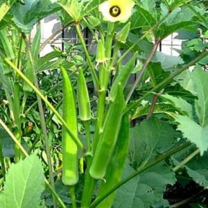 GreenWill Green Okra Vegetable Seeds for Home Gardening | High Yield, Fast Germination, Non-GMO, Organic Bhindi Seeds | Ideal for Pots, Terrace, Balcony & Kitchen Garden | Pack Of 50 Seeds