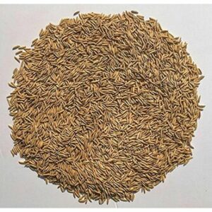 Green World Pusa 1718 Basmati Seeds - 8 Kg