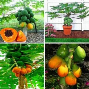 Rosemary Organic Papaya Fruits Seeds 20 Piece